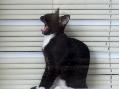 Looks like the same gospel song as yesterday.