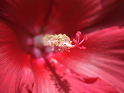 They don`t come from here, so they bloom only in the summer when it gets really hot.