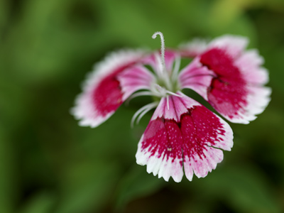 The nature photography workshop I attended this morning was cut short by lightning, so I had to take pictures later.
