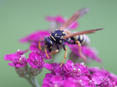 A tough shot due to the high wind.