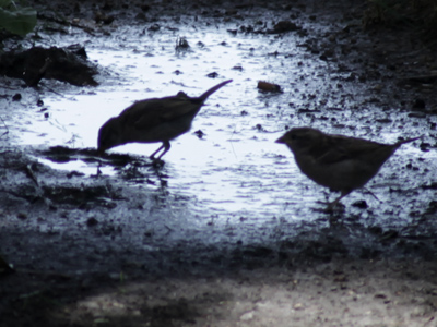 Someone`s footprint becomes a watering hole.