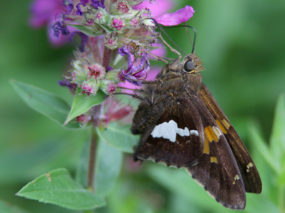 Enjoy them now.  Butterflies, like honeybees and just about everything else, are dying off.