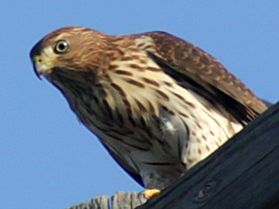 Helping to control the neighborhood squirrel population.