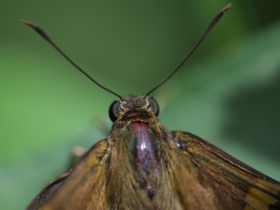 I spy a butterfly . . . but with those antennae and compound eyes, I`m sure it spied me first.