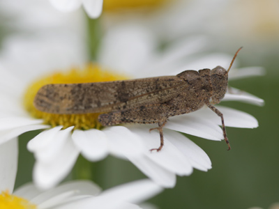 He`s defeating the purpose of his natural camouflage.