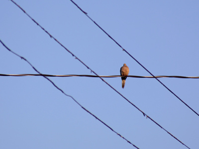 Morning dove.