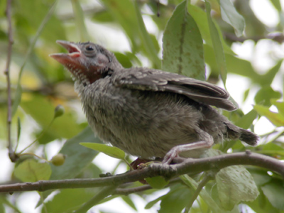 `Mom, I`m hungry.  MOM!`