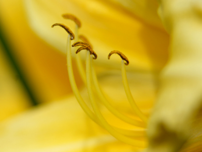 It`s national Be-Like-Georgia-O`Keefe day.