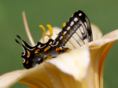 This pollen-powdered tiger swallowtail had the nerve to spoil my shot.