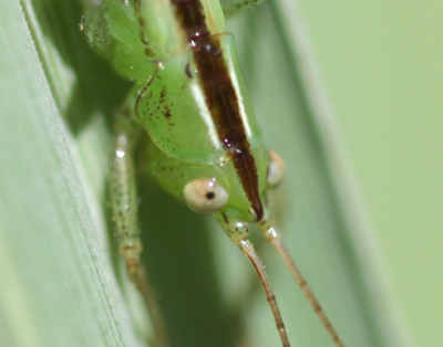 `Why am I lugging this tripod into the woods?` I wondered.  `No self-respecting bug is going to sit still long enough for me to set it up.`  Well, this one did.