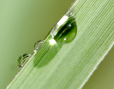 I like the leftmost dewdrop because it magnifies other blades of grass.