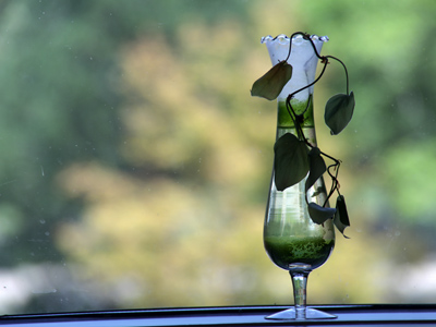 Like a caged bird sitting by the window watching its fellows fly free.