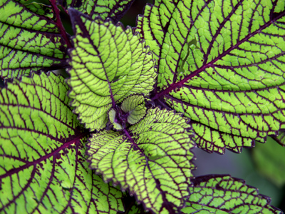 A little Thousand Island dressing and I`m all set.