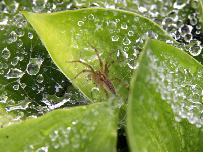 Click! went the shutter, and when I looked again the spider was gone.