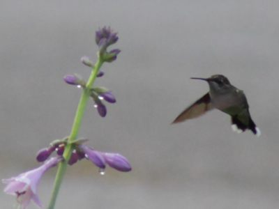 Not my best hummingbird shot ever, but the first taken in my own neighborhood.