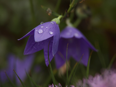 It rained all day long, and in fact was still raining in the late afternoon when I finally ventured outside.