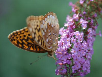 I had about 48 hours notice to prepare for a photography workshop today on the topic of bugs and flowers.