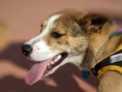 Active and friendly.