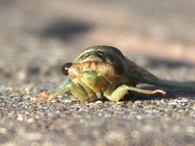 Hence the term `bug-eyed.`