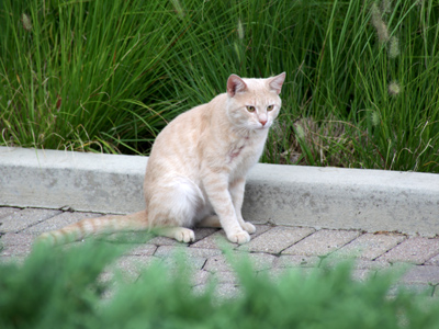 Toonces, the cat that went to college.
