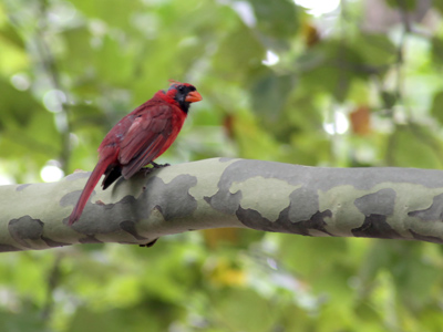 Single Red Bird seeks mate.  Loves seeds and insects.