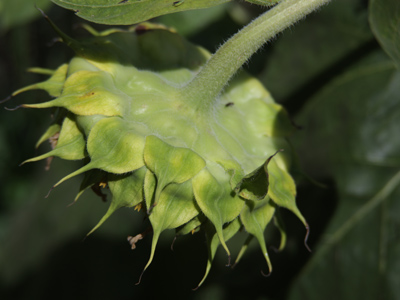 The B-side of a sunflower.