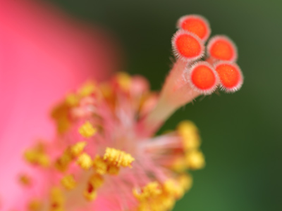 Today I tried to compensate for the photos from earlier this week, which were a waste of your time and mine.