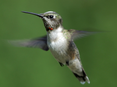 My camera flashes little red dots in the viewfinder when it focuses on something.  I wondered why it kept focusing on the neck of this bird, then realized it wasn`t the camera, it was the brilliant rubies on its throat that were flashing.