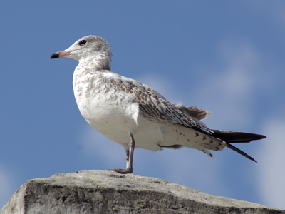 Homage to Russell Munson.