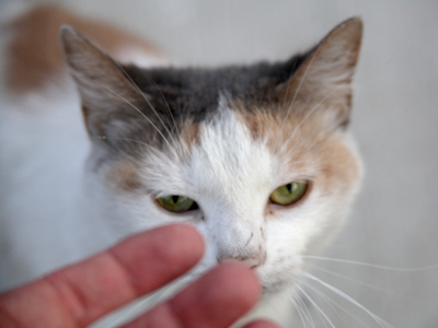 Last night I dreamed I was petting a cat.  Even while asleep, I wondered `What am I doing?!`.