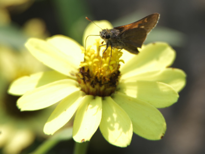 Nature`s creatures know nothing of weekends or days off.  They work every day, or they starve to death.