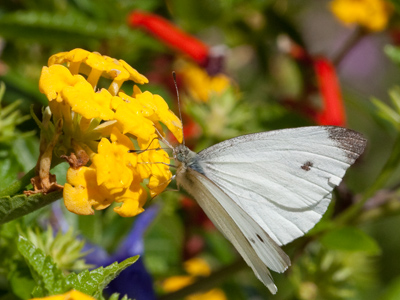 You know, white goes with any color.