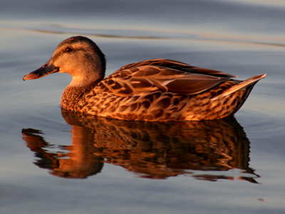 Just about everything looks better during sunset.