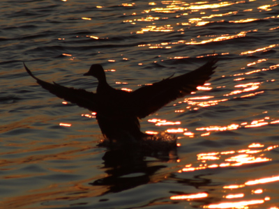 Just flew in from the coast.