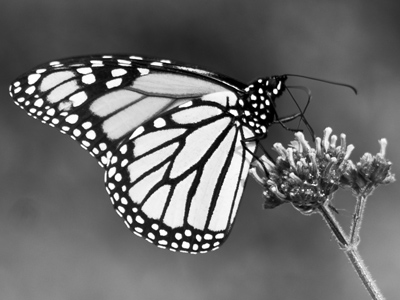 Butterflies would be in big trouble if they couldn`t distinguish the colors of the plants they live off of.