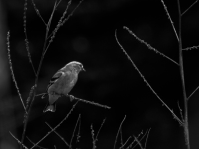 Little finch on the prairie.