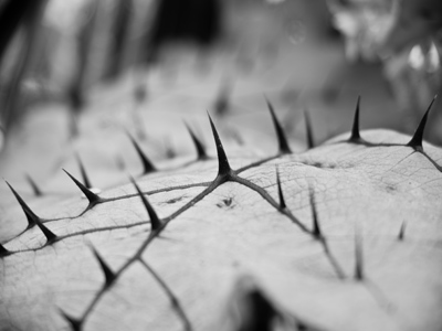 Nature says, `Don`t touch!`