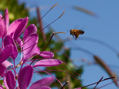 She does the work while the male sits around at home.