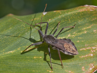 The first time I saw a bug like this was on September 7 (see above), but I`ve seen it twice since.  I noticed its spiny back earlier, and today I saw the shiny gold leaf on its tail.