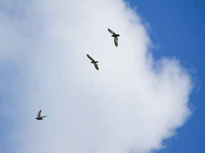 I wouldn`t make a good bird.  I don`t flock.