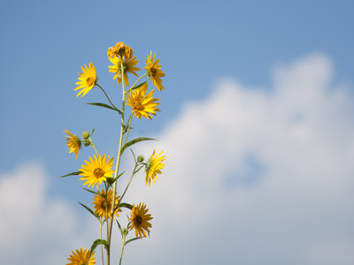 Those are some tall flowers.