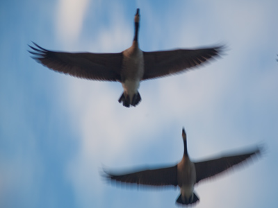 I was on an elevated walkway when they flew just over my head.  I almost had to duck goose.