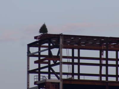 A tree grows in Dayton.