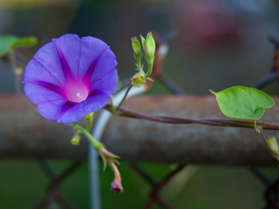 How can it possibly be so luminous?