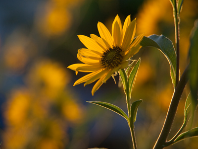 The same back alley flowers seen on September 14 above, just at a different time of day.
