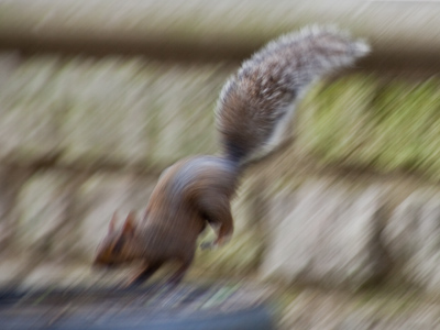 Flying squirrel.