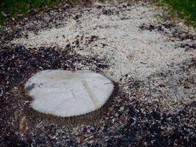 I felt a physical sensation -- and not a good one -- when I saw that rows of trees had been cut down at one of my favorite parks.