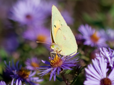 Why does the word `wild` have a negative connotation?