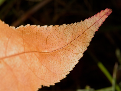 One down . . . go get the rake.