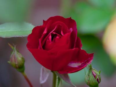 The rose of humility.